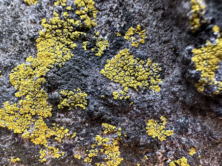 Yellow lichen