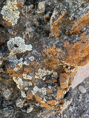 orange lichen on rock