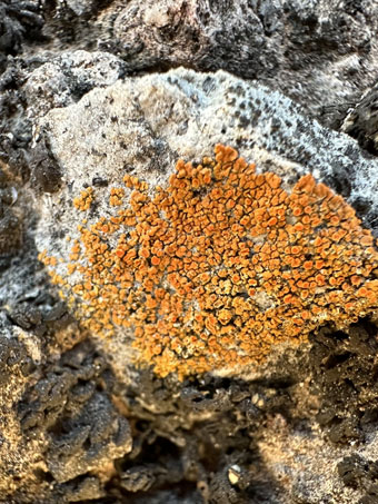 Orange lichen