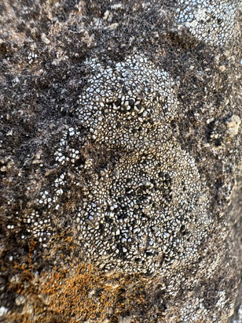 white lichen with black apothecia on rock