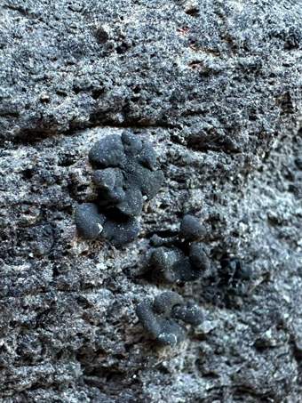 A squamulose greenish black lichen