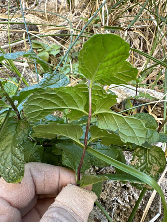 Mint plant growing at the seep