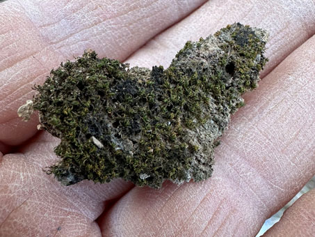 Closeup of dry moss specimen