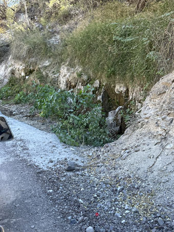 Vegetation growing at the roadside seep