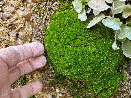 Pillow of moss