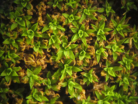 A hydrated moss specimen