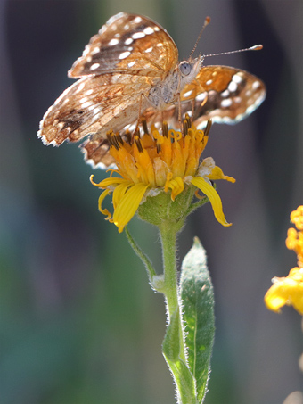 Texan Crescentspot Butterfly