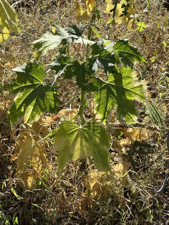 Spotted Bullnettle plant