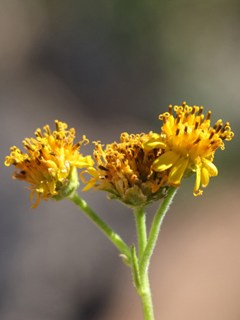 flowers of unidentified plant