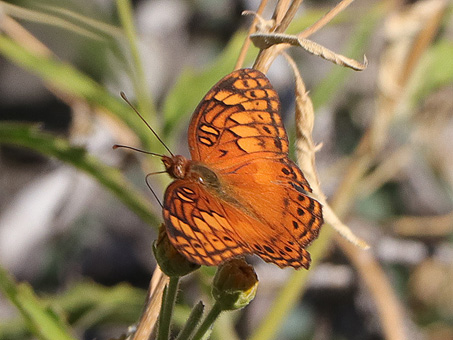 Mexican Frittilary butterfly feeding