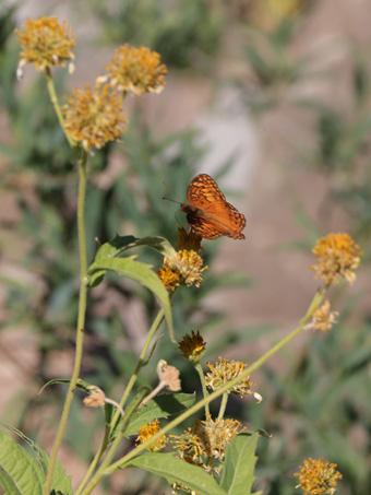Mexican Frittilary butterfly feeding