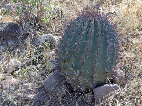 Peninsular Barrel Cactus