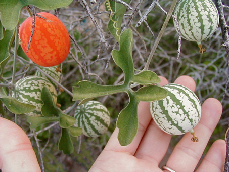 Coyote Melon leaves and fruit