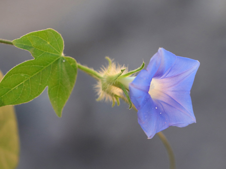 Ivy-leaf Morning-glory