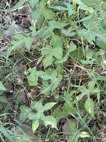 Ivy-leaf Morning-Glory
