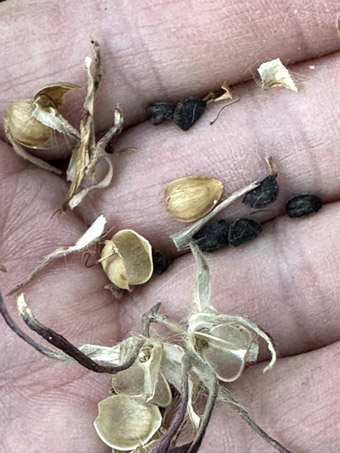 Ivy-leaf Morning-Glory