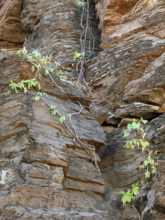 Yuca vine growing on cliff