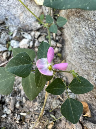 Slimjim bean leaves and flower