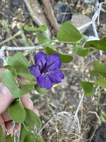 Peninsular Baja California Wild-Petunia