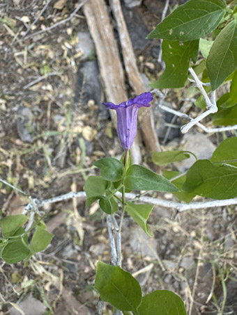 Peninsular Wild-Petunia