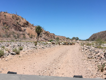 Road from
      San Borjitas