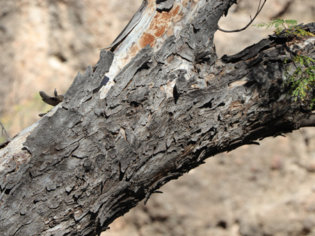 Bark of Mauto tree