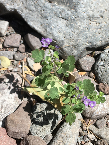 Phacelia scariosa