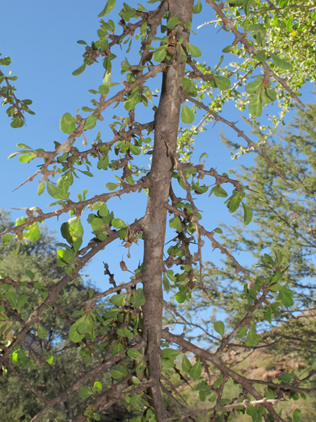 Bebelama leaves and branches