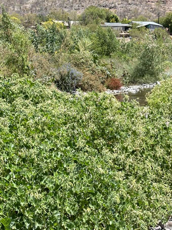 Vegetación a kado del río