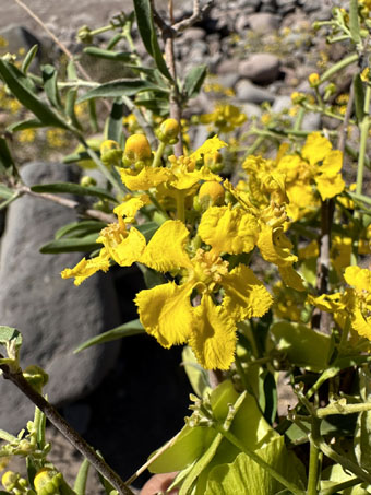 Gallineta con flores y algunos frutos