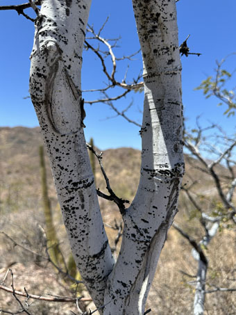 tronco de Palo Blanco