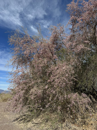 Palo Fierro en flor