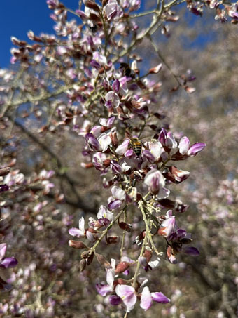 Las flores de Palo Fierro