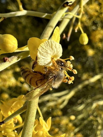 Abeja en la flor de una Dipúa