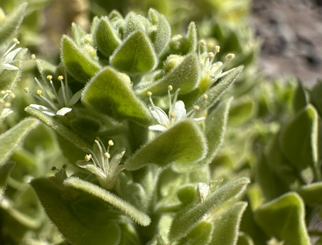 flores de  Petalonyx linearis