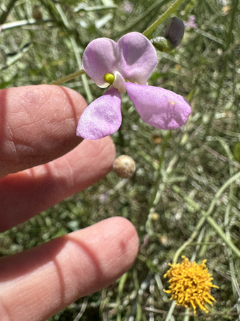 Flor de Frijolito y Apá