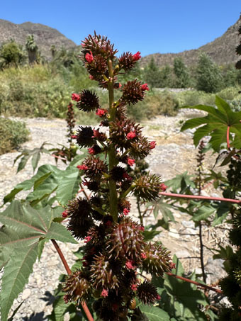 La Higuerilla con flores