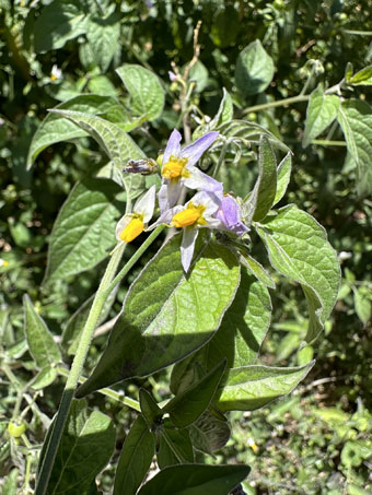 Solanum douglassi with flowers