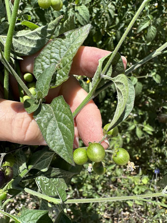 Solanum douglassi con fruto en desarrollo