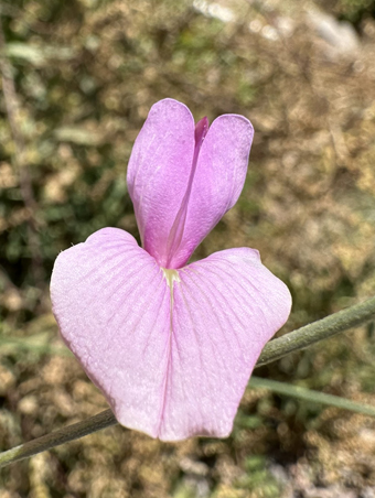 flor de Tephrosia palmeri