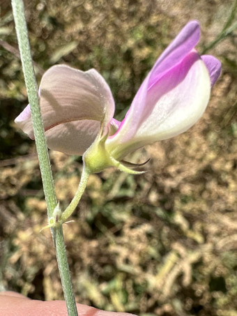 flor de Tephrosia palmeri