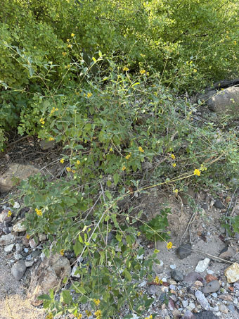 Aldama glomerata shrub