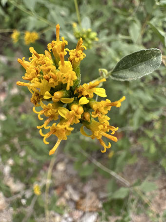Aldama glomerata flower head