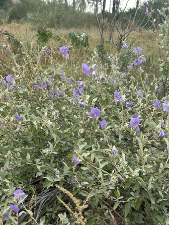Solanum hindsianum in bloom