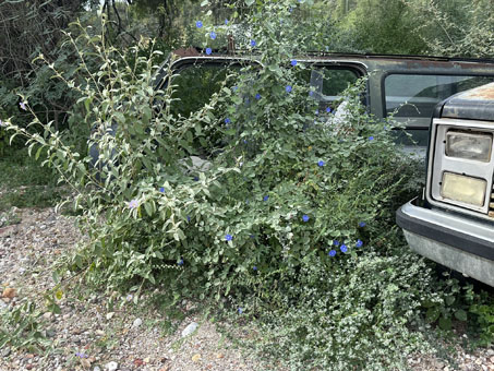 annual and perennial herbs