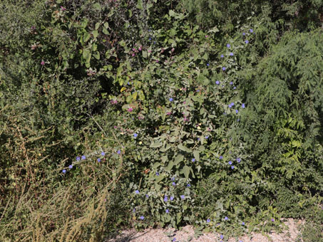 Lush growth with many butterflies