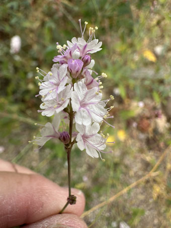 Boerhavia xantii inflorescence