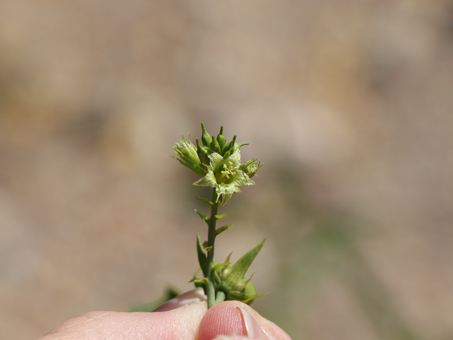 Flowers of Brandegee Silverbush