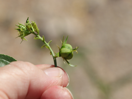 Fruit of Brandegee Silverbush