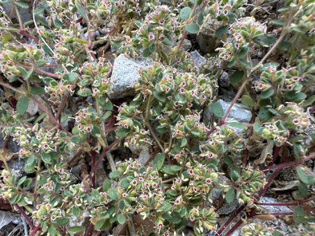 Euphorbia setilobas plant in bloom